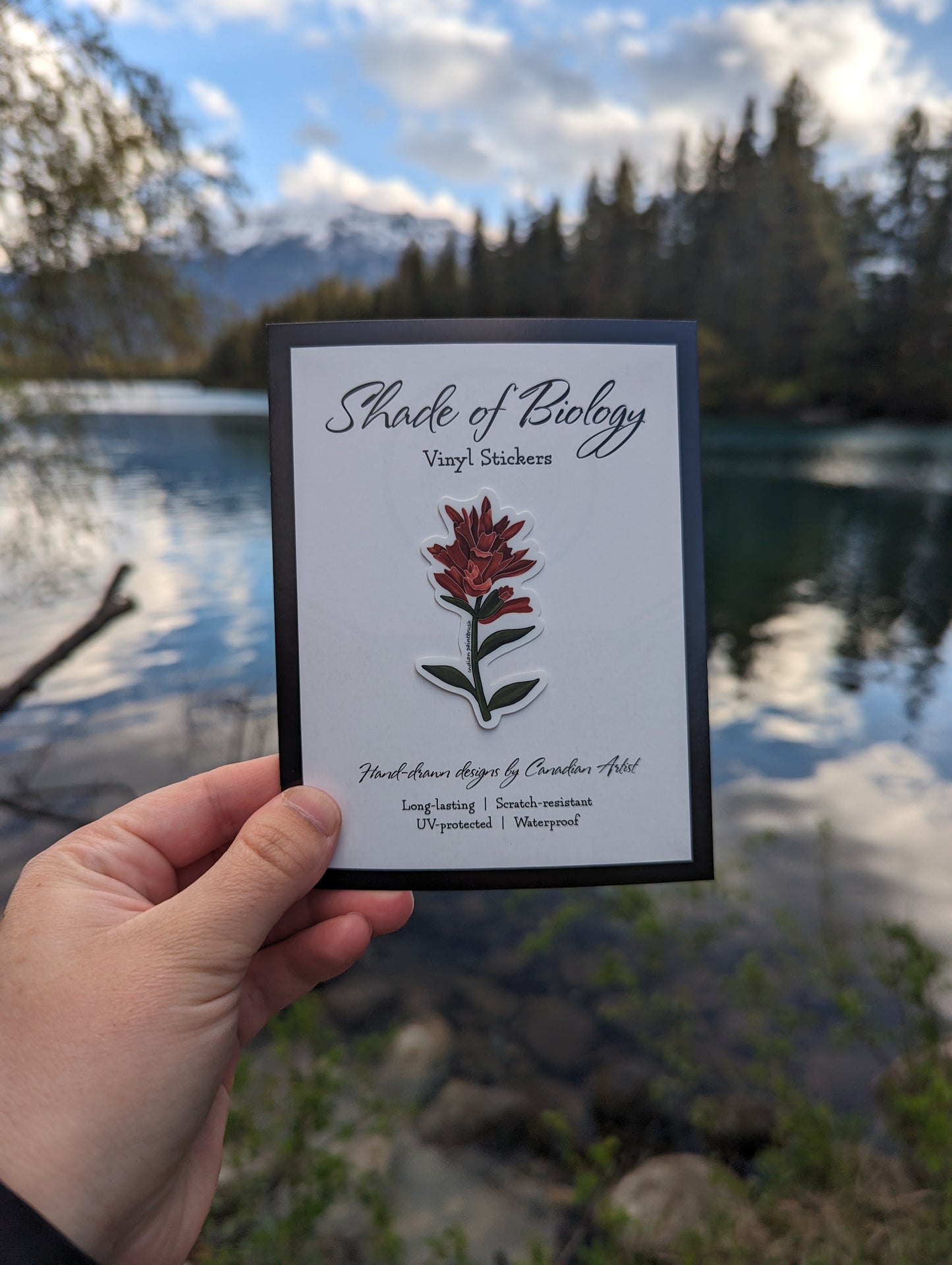 Sticker | Indian paintbrush