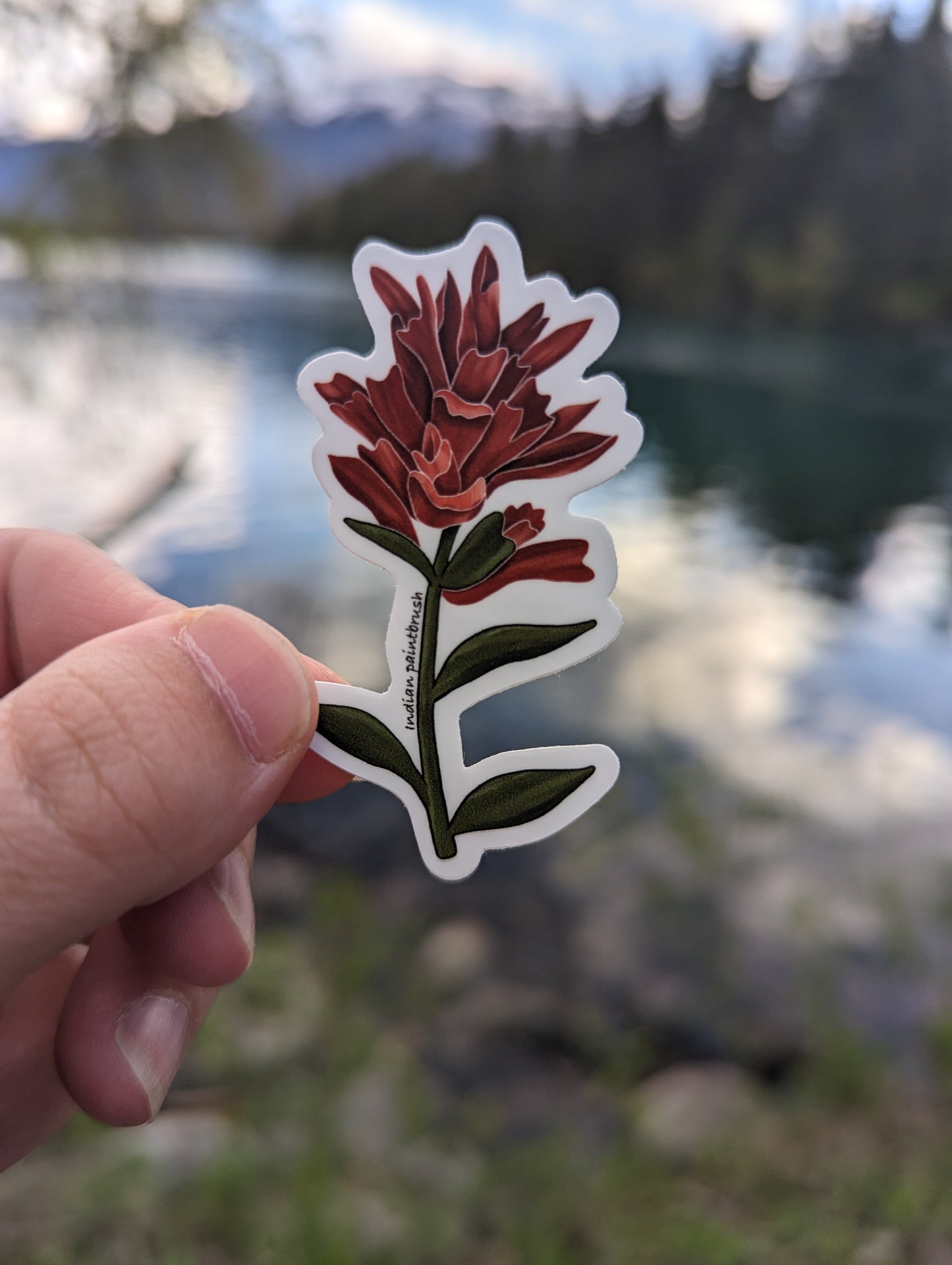 Sticker | Indian paintbrush