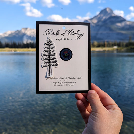 Restocked Sticker | New & Improved Picea glauca | White Spruce Tree Vinyl Sticker