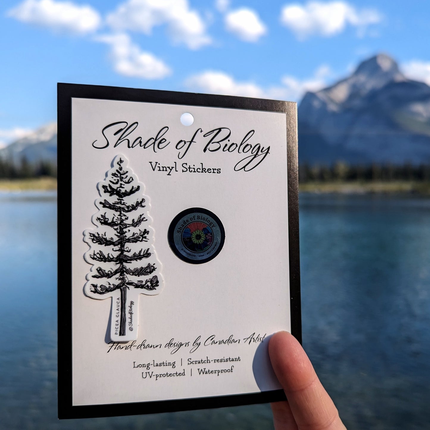 Restocked Sticker | New & Improved Picea glauca | White Spruce Tree Vinyl Sticker