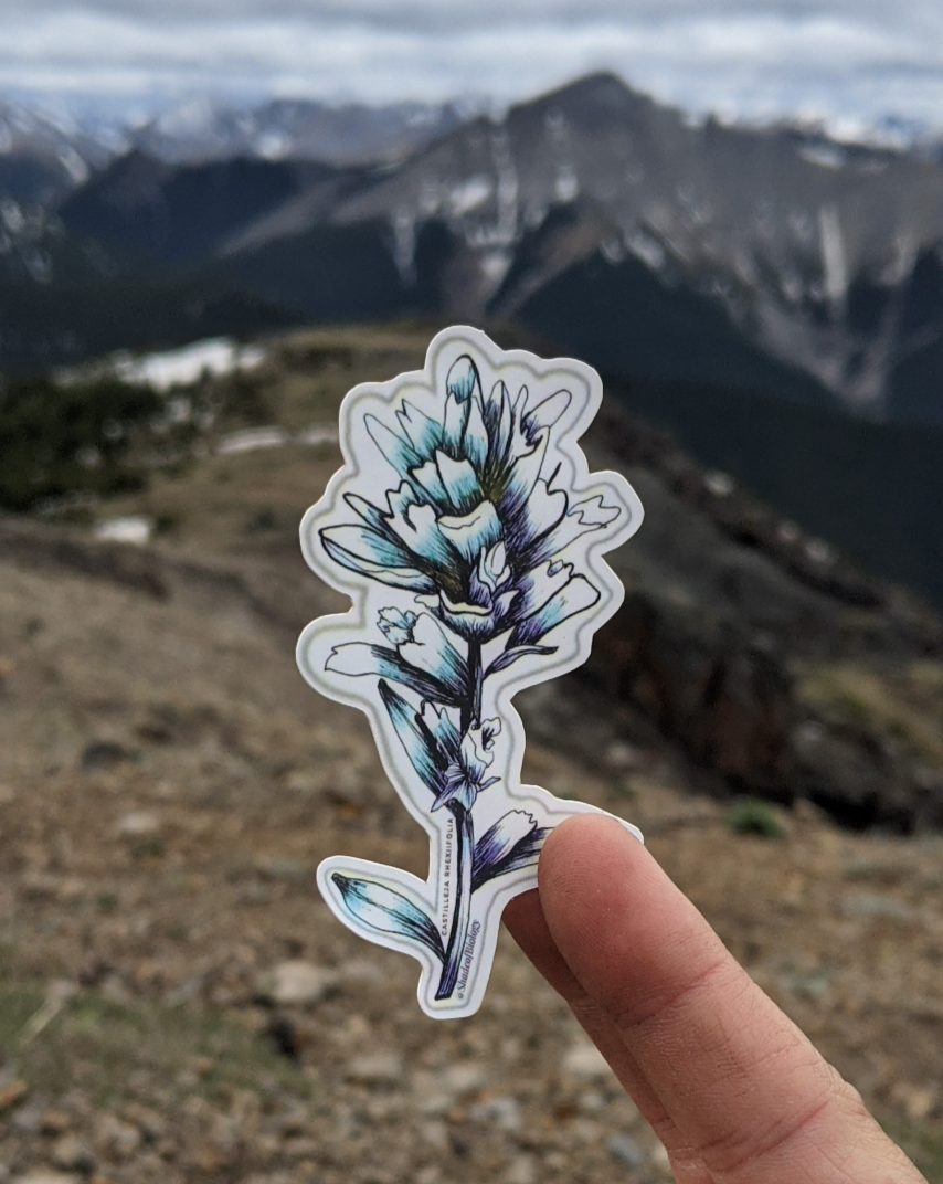 Sticker | Castelleja rhexifolia | Alpine paintbrush