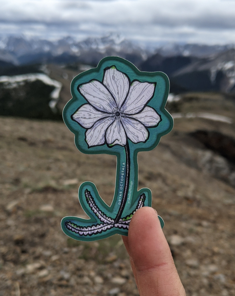 Sticker | Dryas octopetala | Eightpetal mountain-avens Sticker