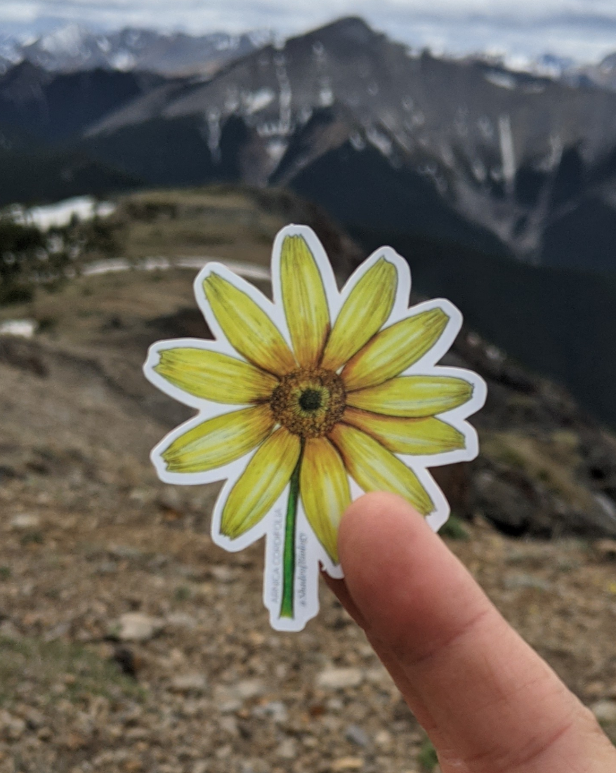 Arnica cordifolia | Heart Leaf Arnica Sticker