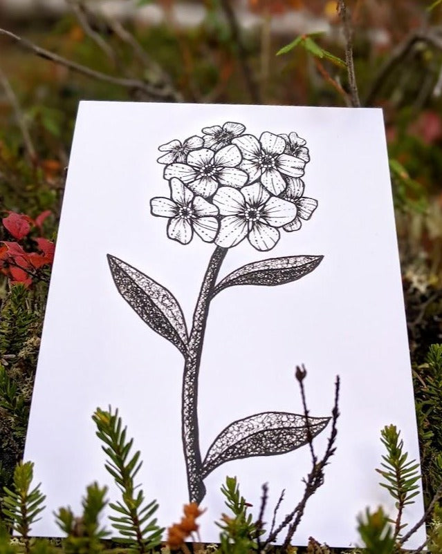 Print | Inked Mountain Forget-me-not | A Cute Canadian Flower