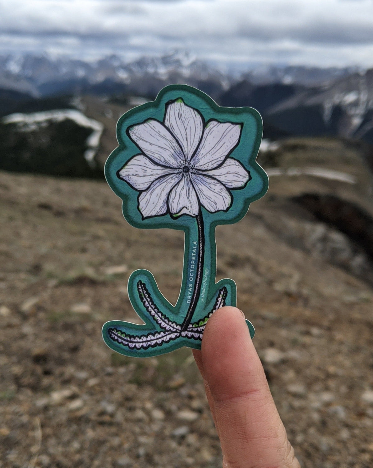 Sticker | Dryas octopetala | Eightpetal mountain-avens Sticker