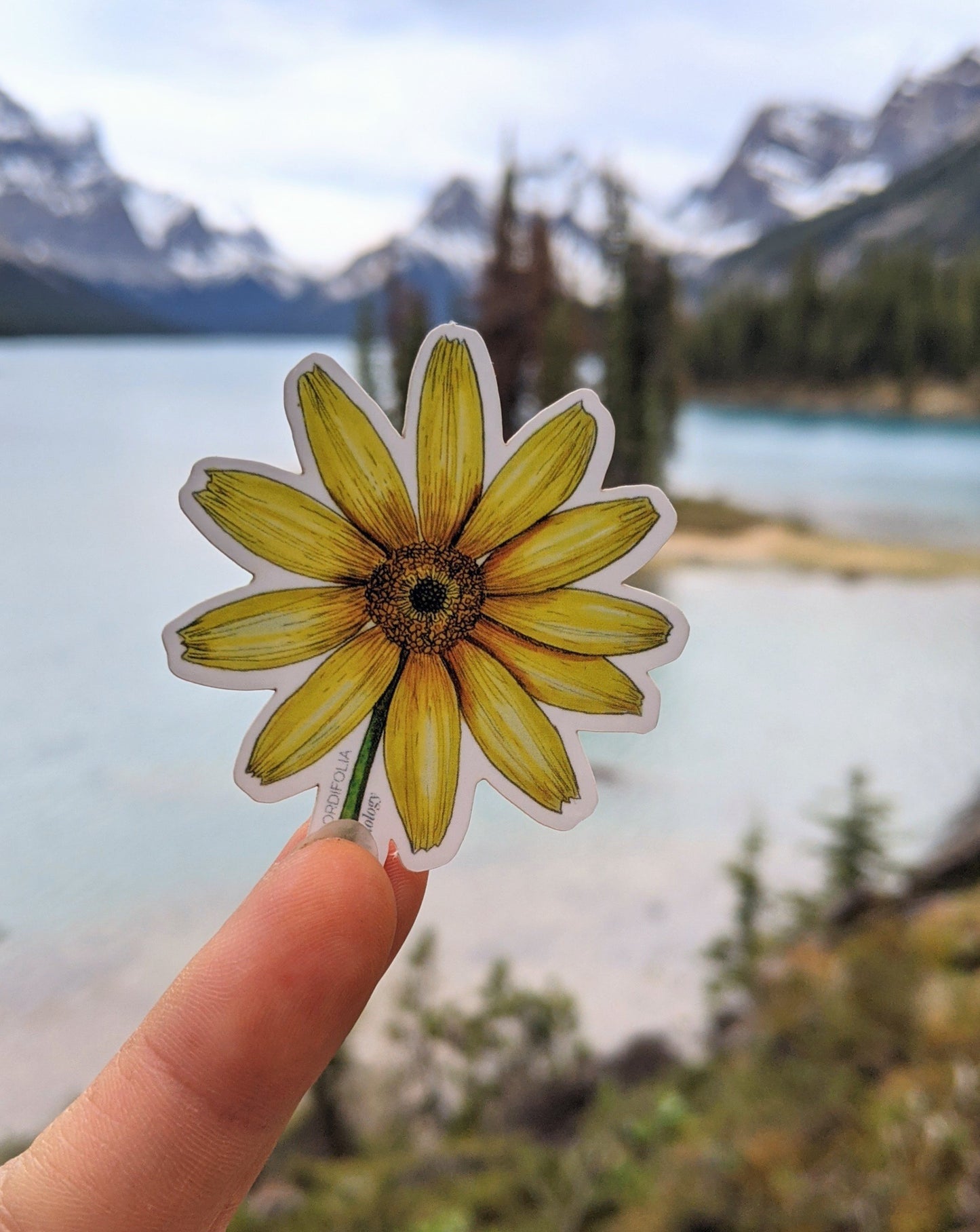 Arnica cordifolia | Heart Leaf Arnica Sticker
