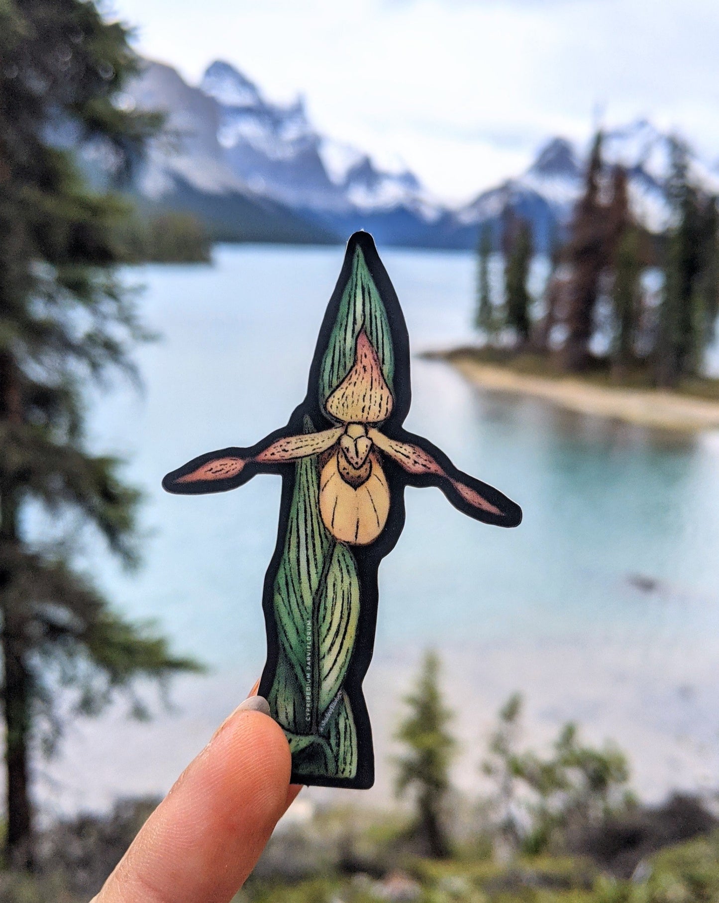 Sticker | Cypripedium parviflorum | Yellow Lady's Slipper