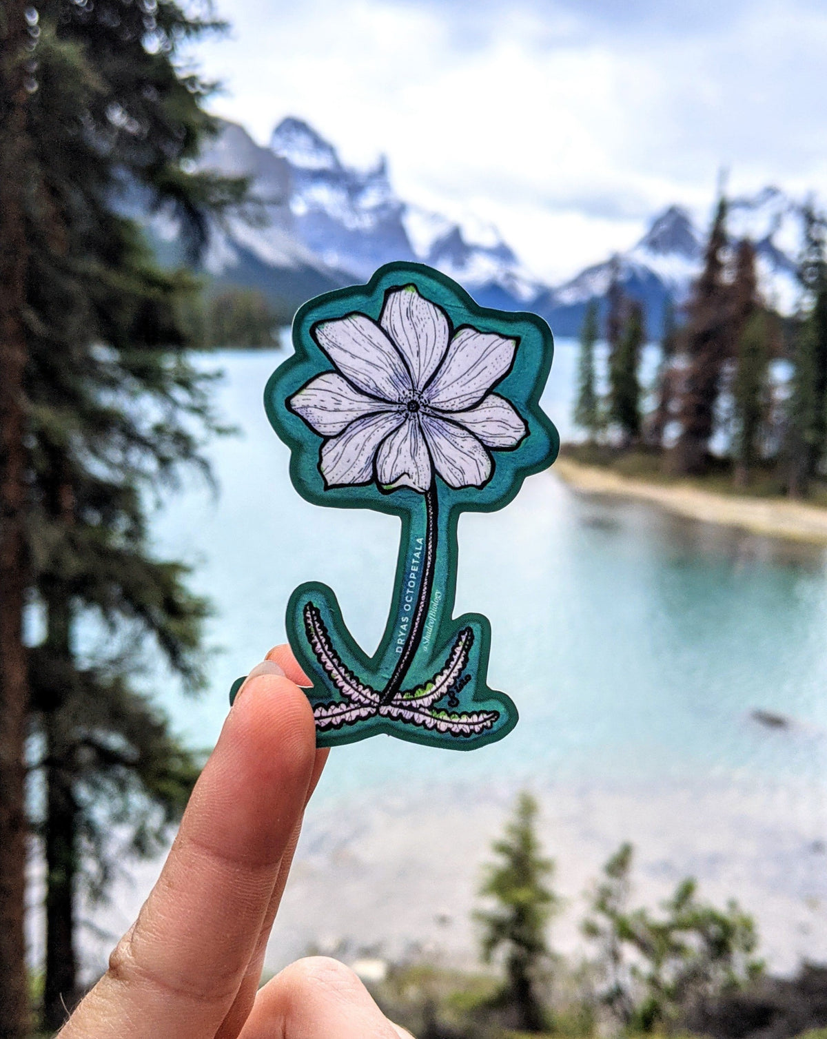 Sticker | Dryas octopetala | Eightpetal mountain-avens Sticker