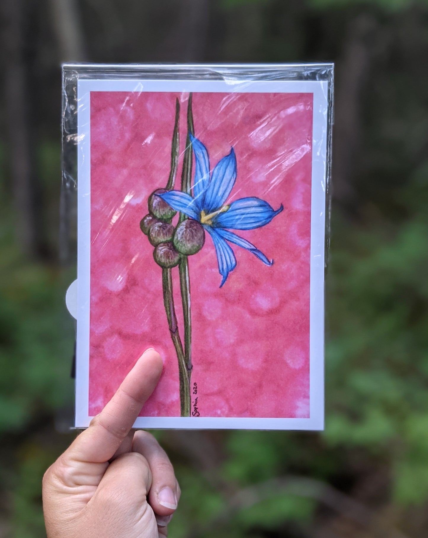 Print | The Blue-eyed Grass | A Little Canadian Flower