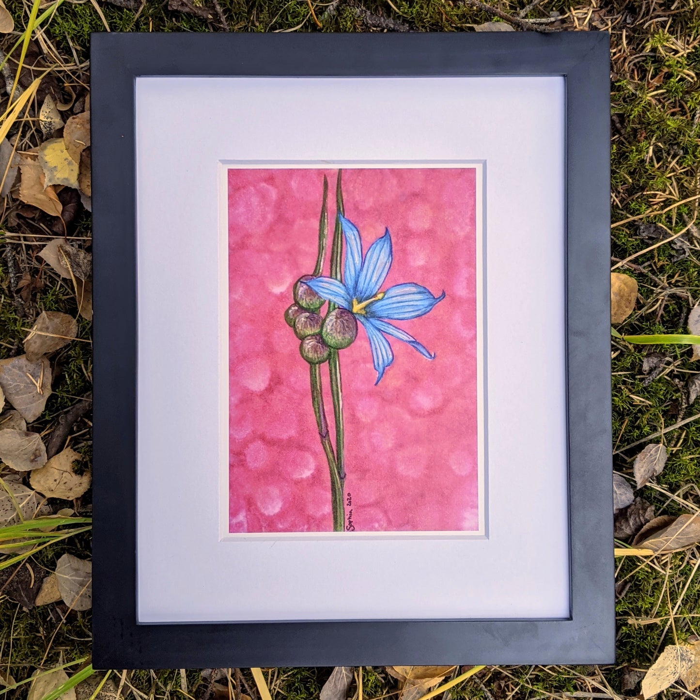 Print | The Blue-eyed Grass | A Little Canadian Flower