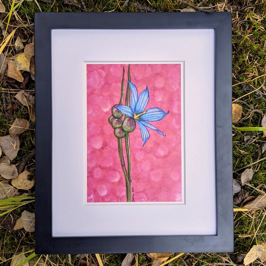Print |  The Blue-eyed Grass | A Little Canadian Flower