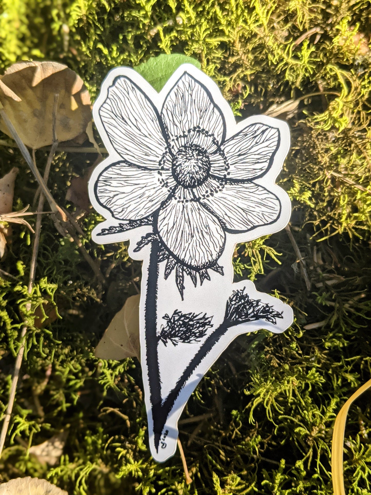 Sticker | Anemone occidentalis| The Western Anemone