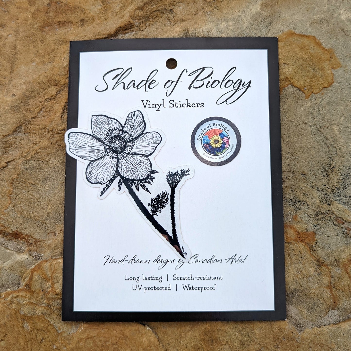 Sticker | Anemone occidentalis| The Western Anemone