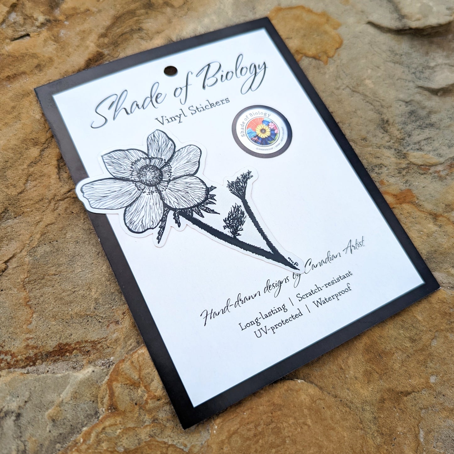 Sticker | Anemone occidentalis| The Western Anemone