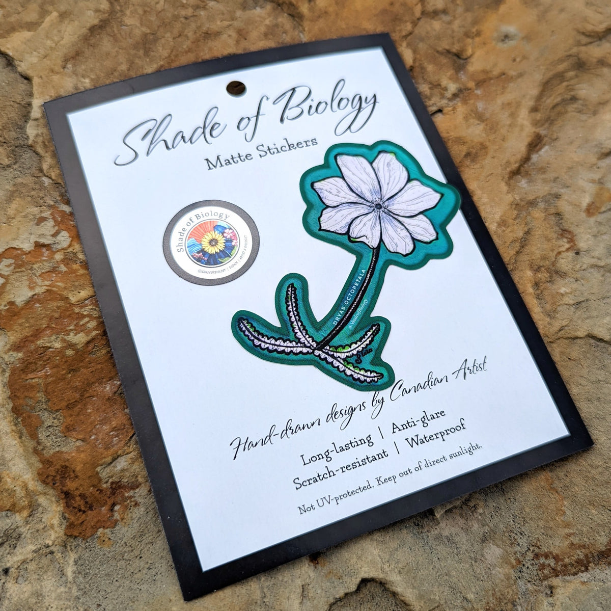 Sticker | Dryas octopetala | Eightpetal mountain-avens Sticker