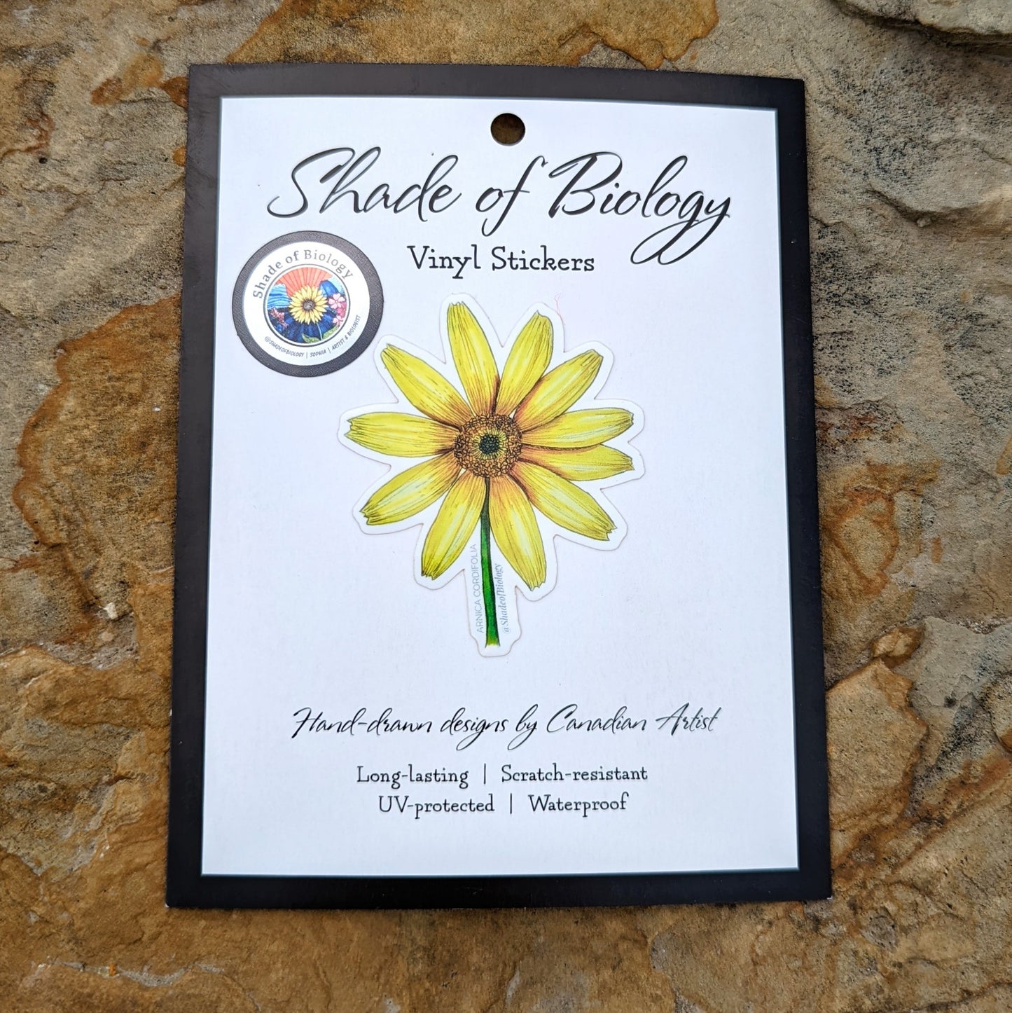 Arnica cordifolia | Heart Leaf Arnica Sticker