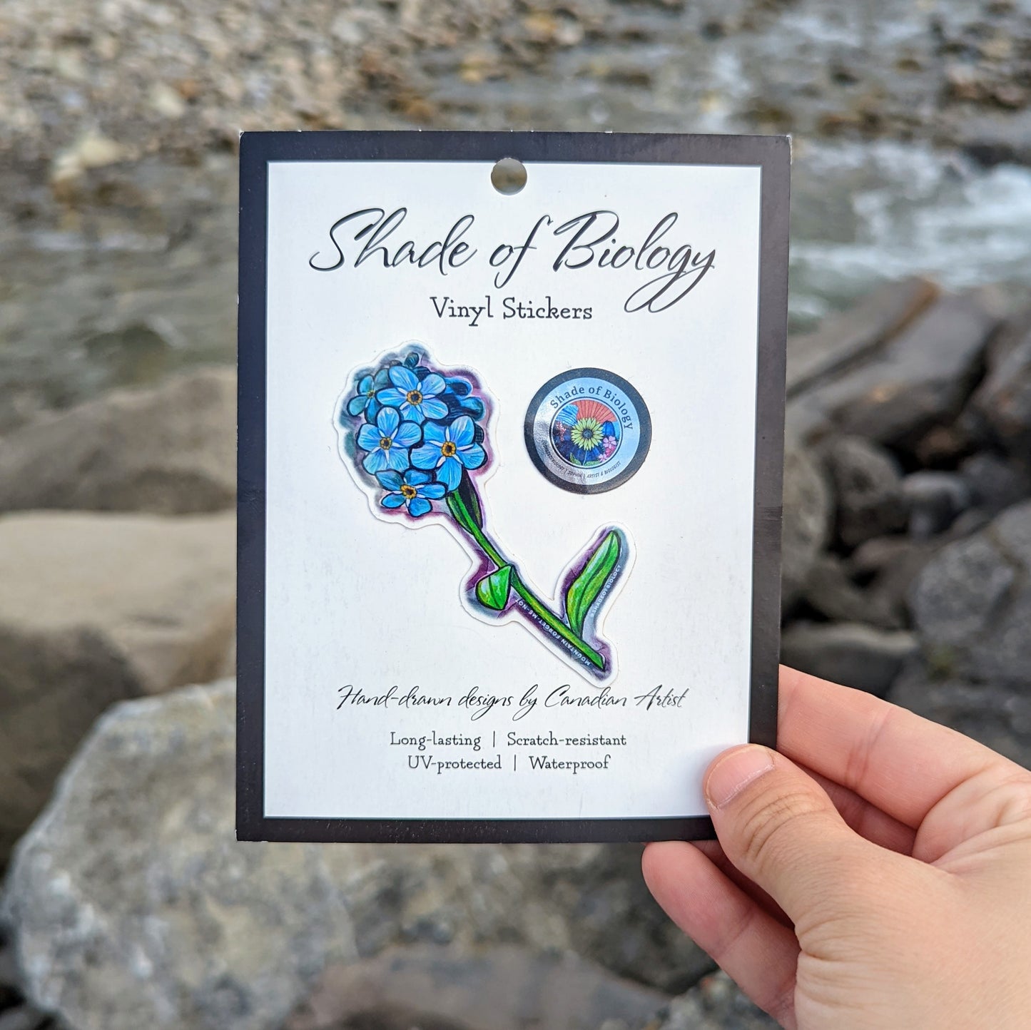 Sticker | Myosotis asiatica | Mountain Forget-Me-Not