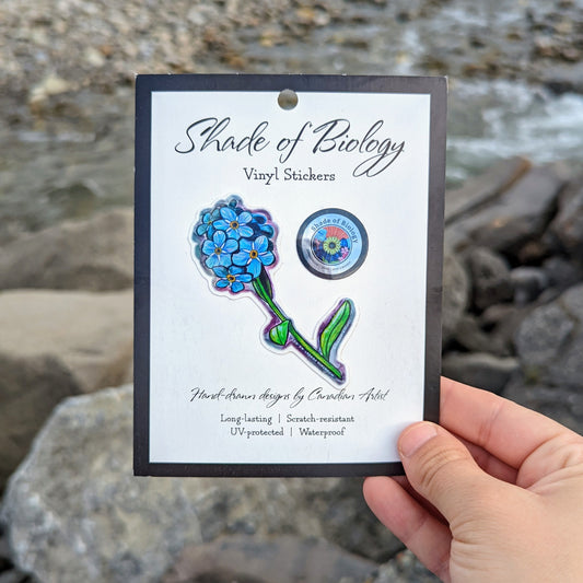Sticker | Myosotis asiatica | Mountain Forget-Me-Not