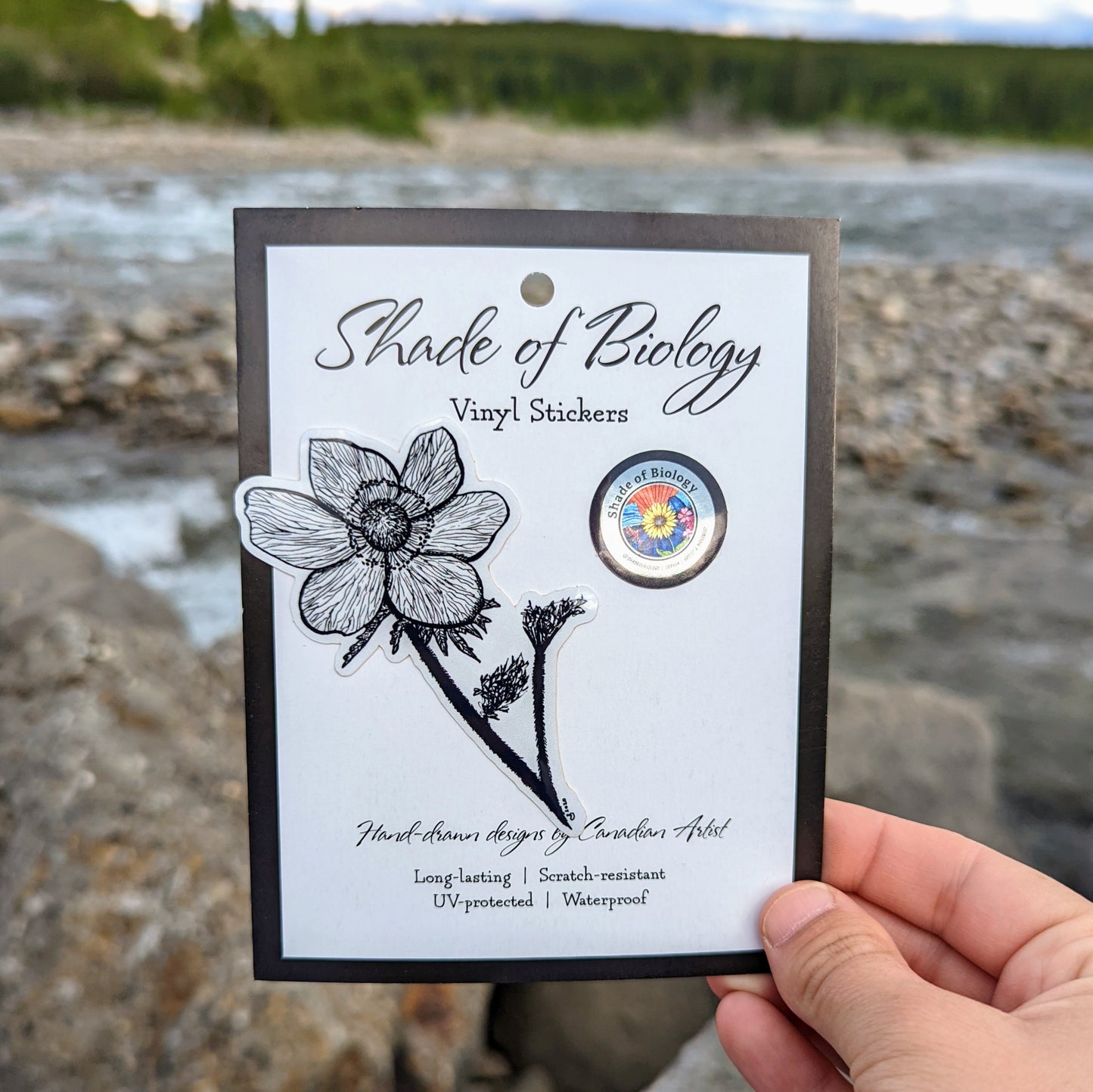 Sticker | Anemone occidentalis| The Western Anemone