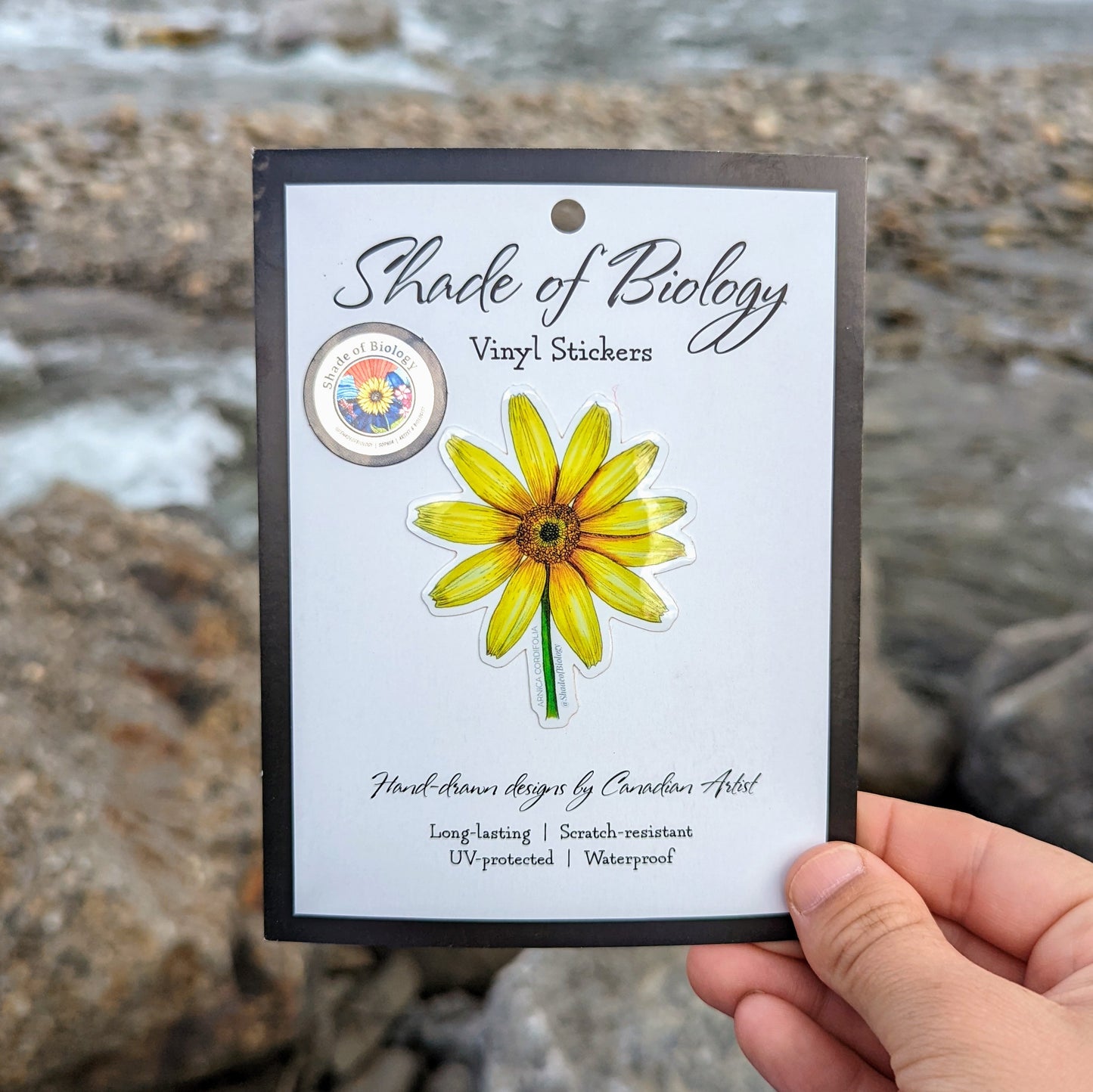 Arnica cordifolia | Heart Leaf Arnica Sticker