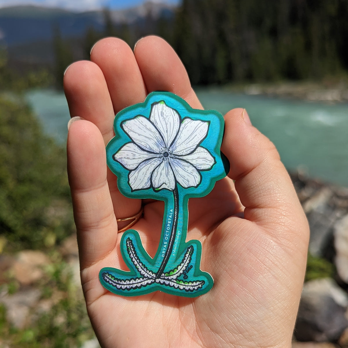 Sticker | Dryas octopetala | Eightpetal mountain-avens Sticker