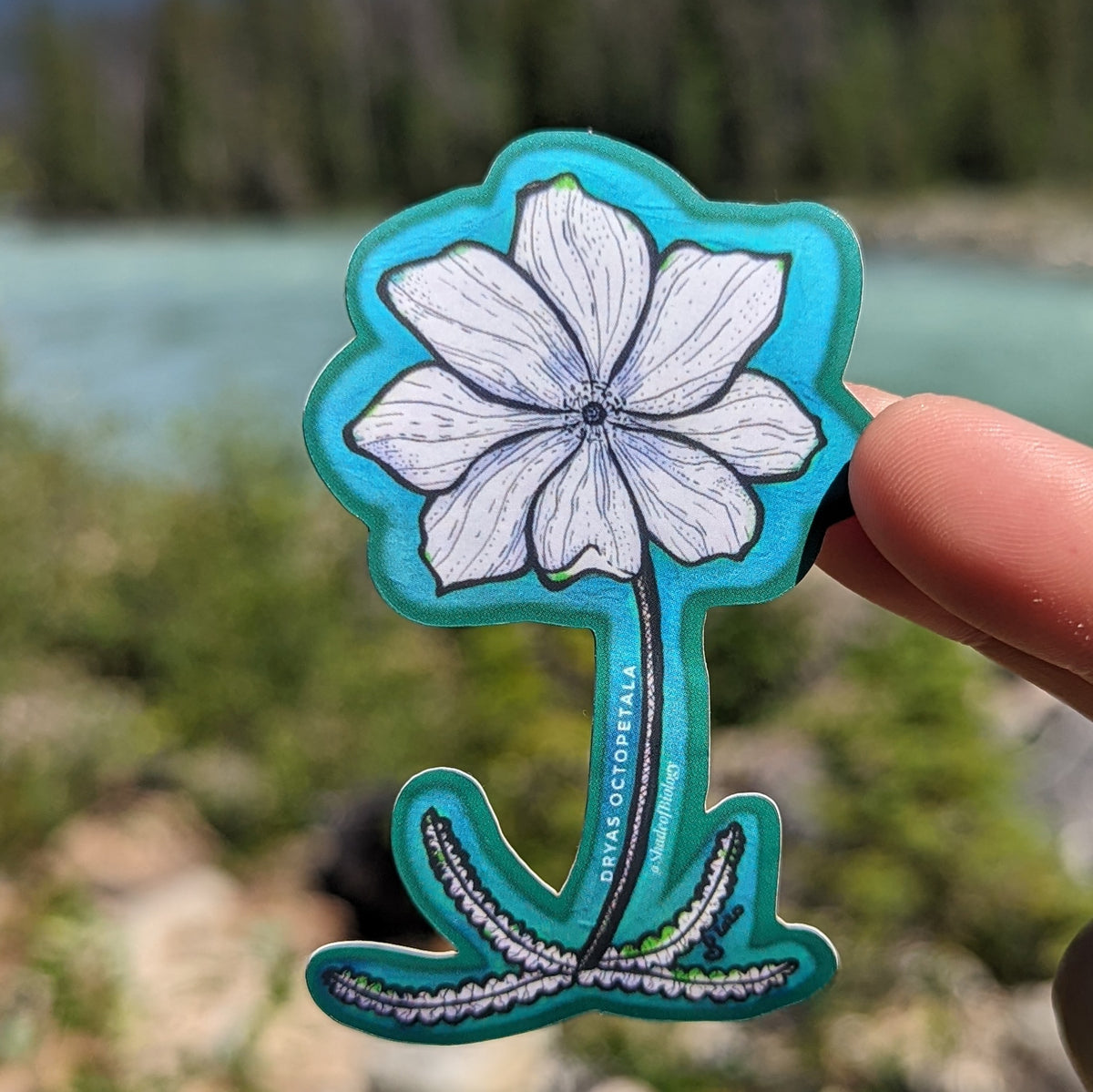 Sticker | Dryas octopetala | Eightpetal mountain-avens Sticker