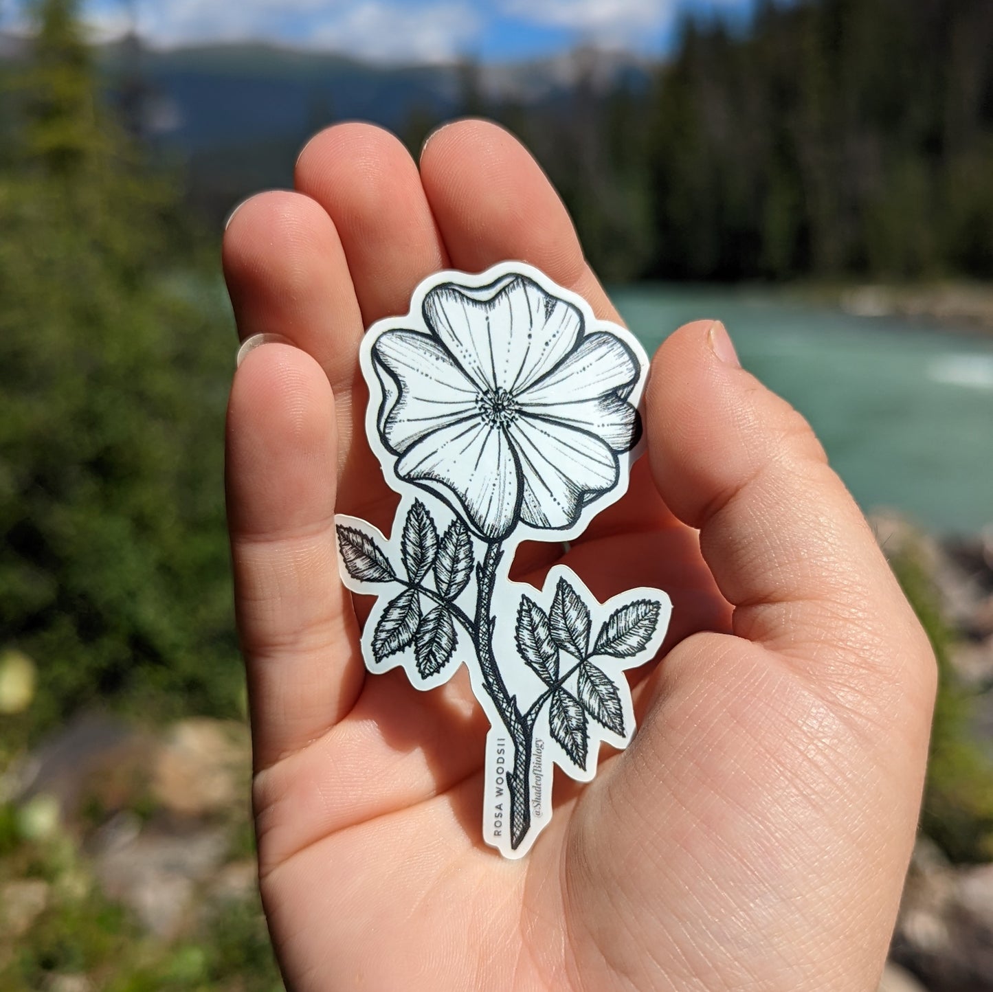 Sticker | Rosa woodsii | Wild Rose Sticker