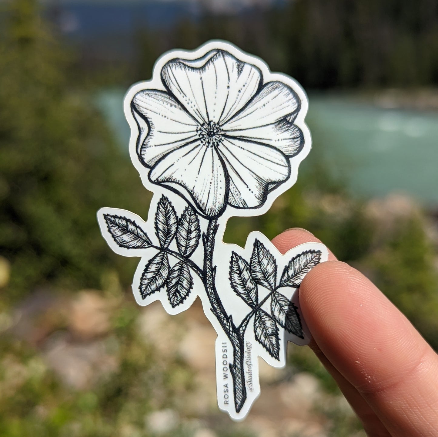 Sticker | Rosa woodsii | Wild Rose Sticker