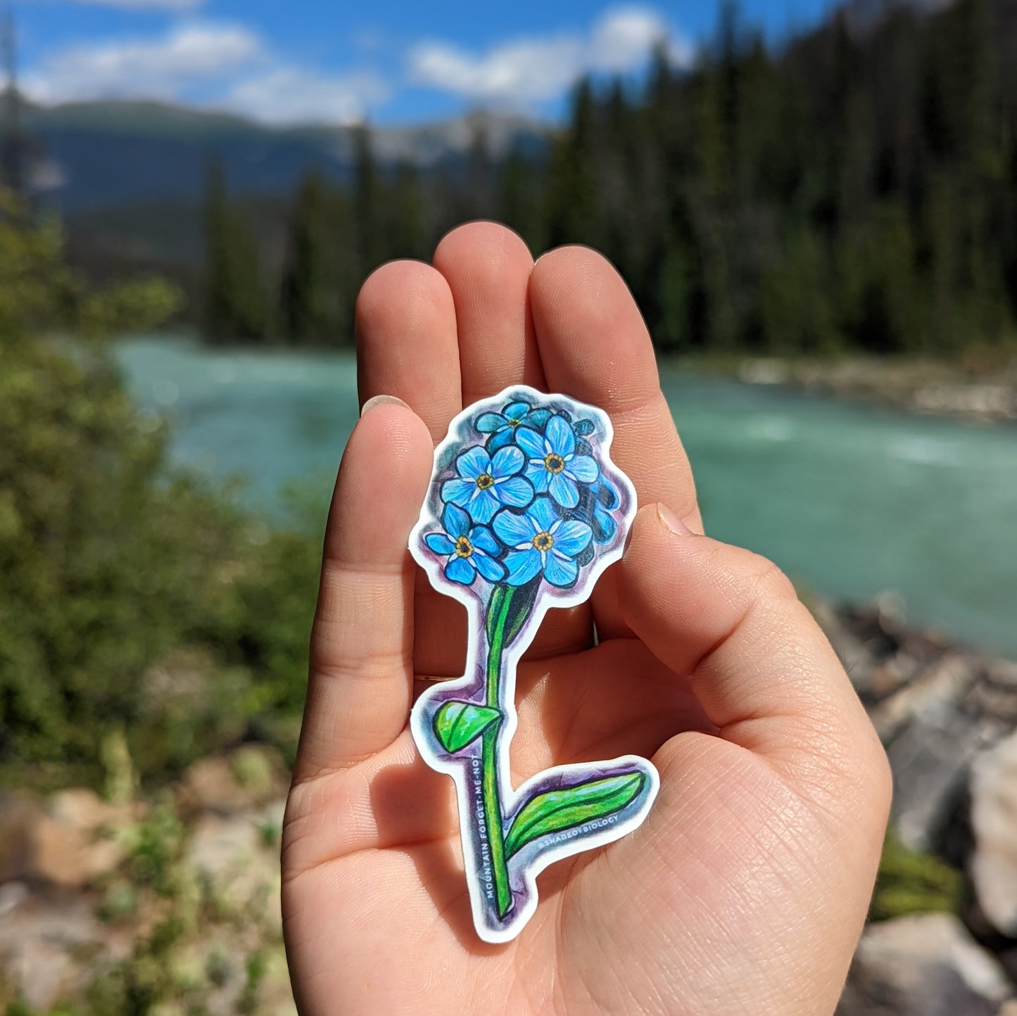 Sticker | Myosotis asiatica | Mountain Forget-Me-Not
