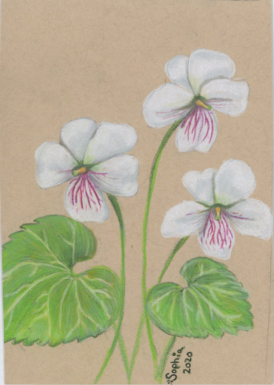 Kidney-Leaved Violet