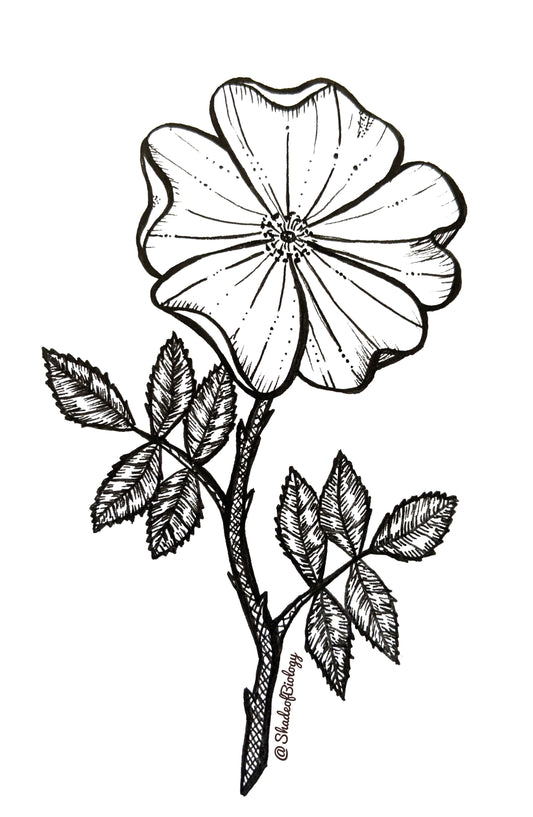 Wood Rose