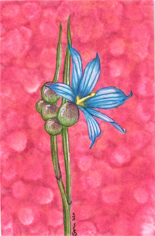 Blue-Eyed Grass