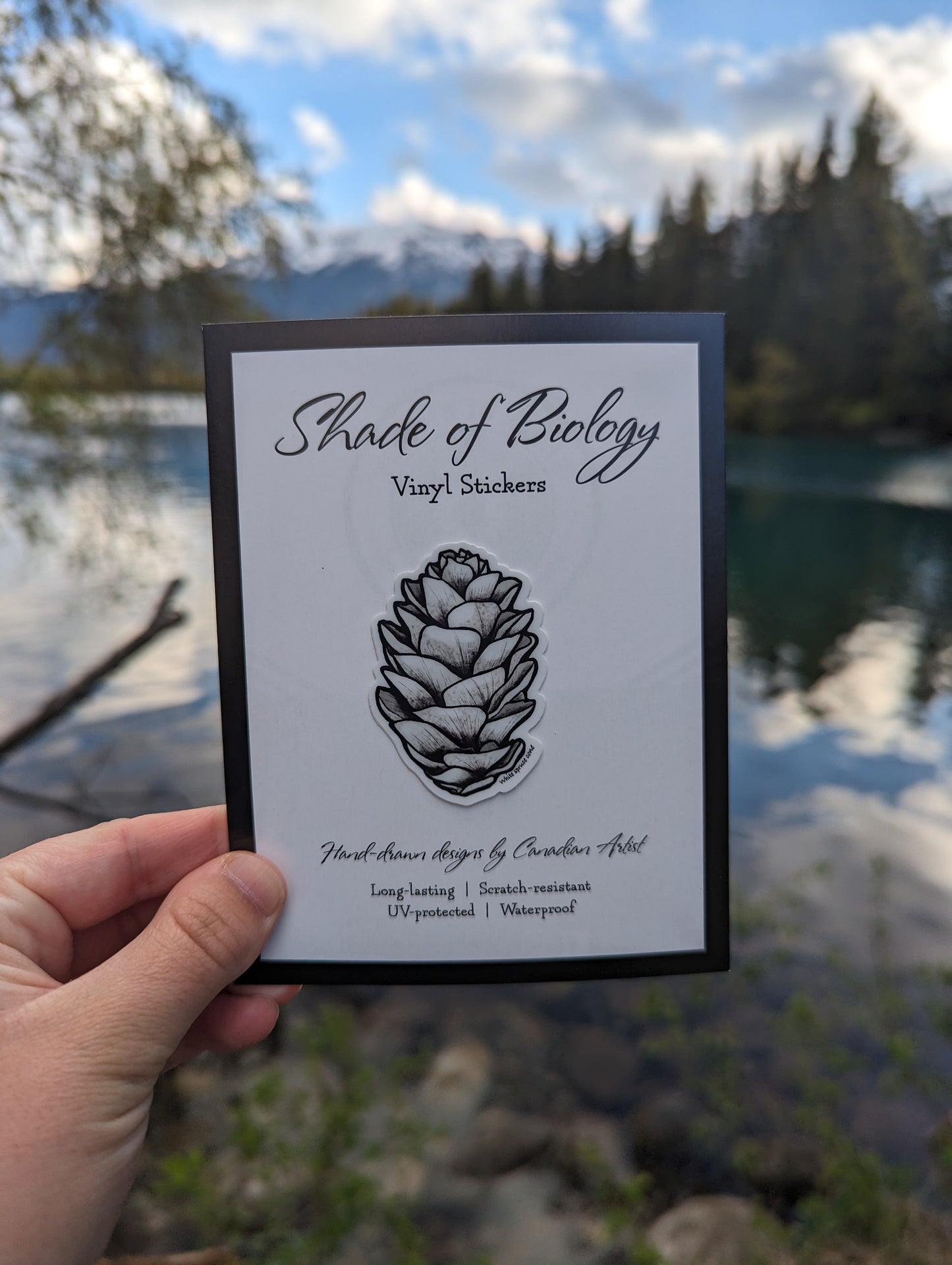 Sticker | White spruce cone