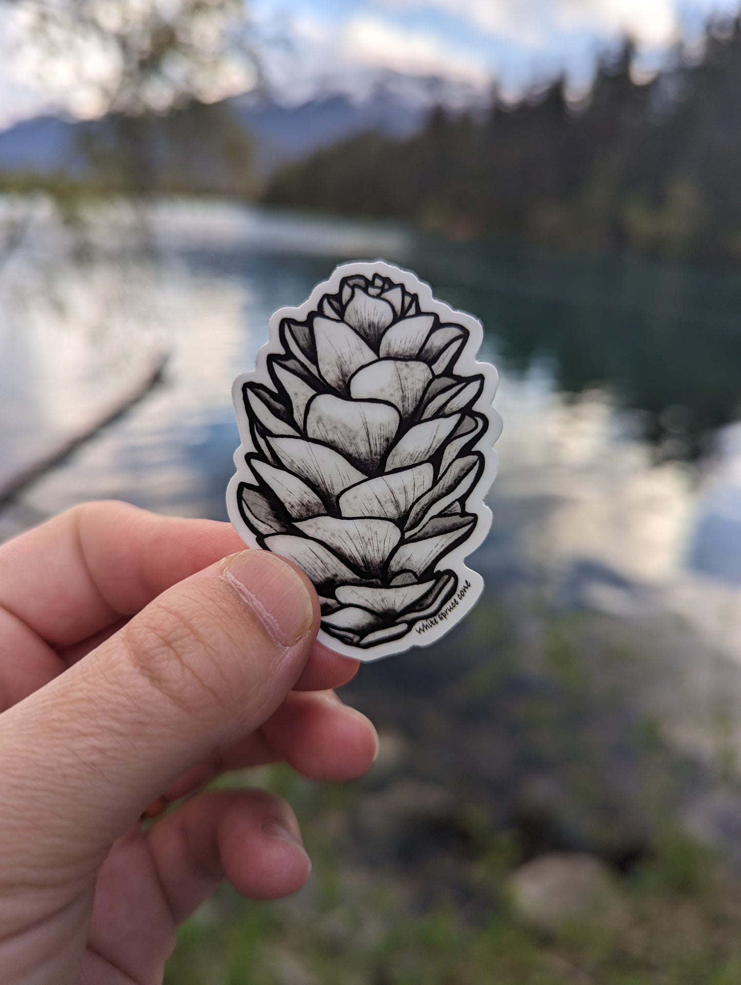 Sticker | White spruce cone