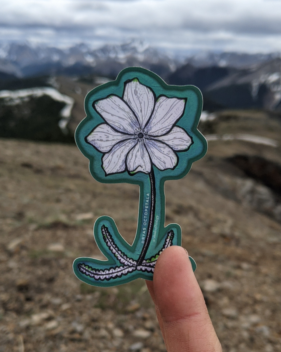 Sticker | Dryas octopetala |  Eightpetal mountain-avens Sticker