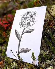 Load image into Gallery viewer, Print | Inked Mountain Forget-me-not | A Cute Canadian Flower
