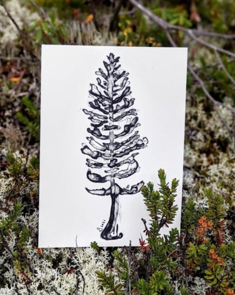 Print | White Spruce | A Fluid take on the Forest