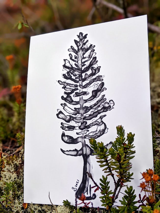 Print | White Spruce | A Fluid take on the Forest