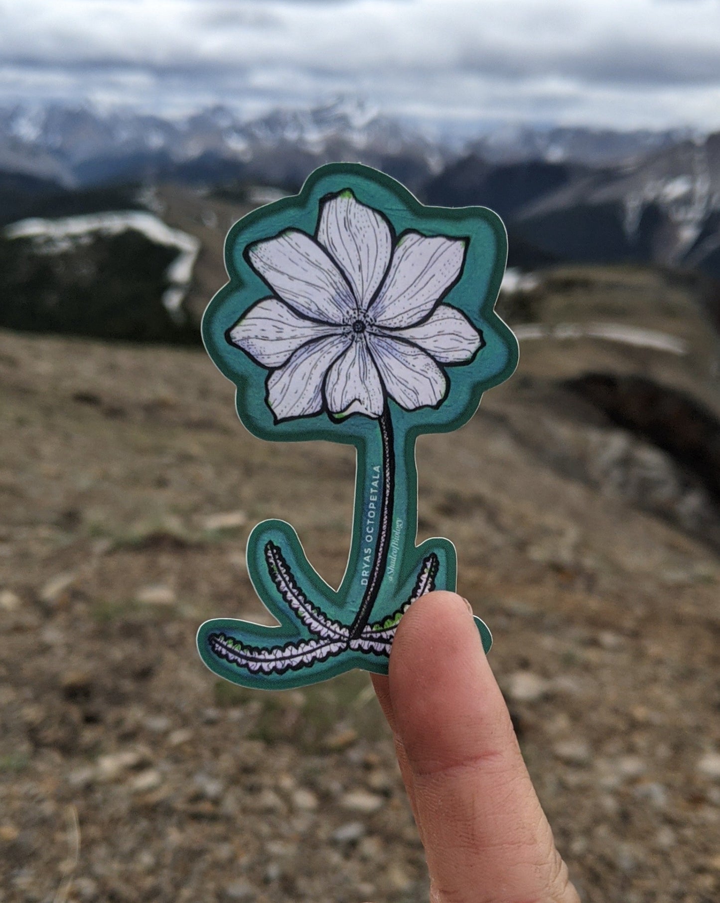 Sticker | Dryas octopetala |  Eightpetal mountain-avens Sticker