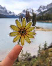 Load image into Gallery viewer, Arnica cordifolia | Heart Leaf Arnica Sticker
