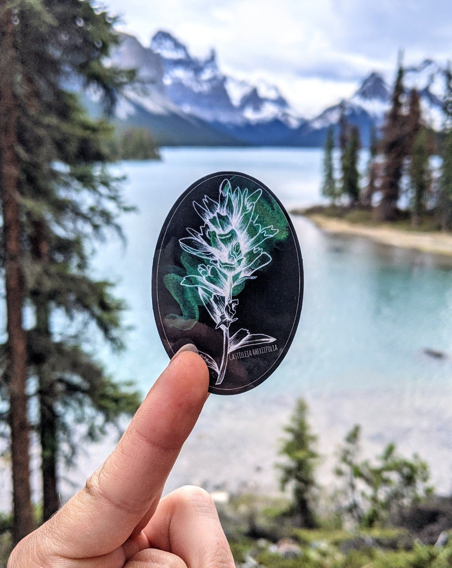 Sticker | Castilleja Rhexifolia | Alpine Paintbrush Round