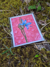 Load image into Gallery viewer, Print |  The Blue-eyed Grass | A Little Canadian Flower
