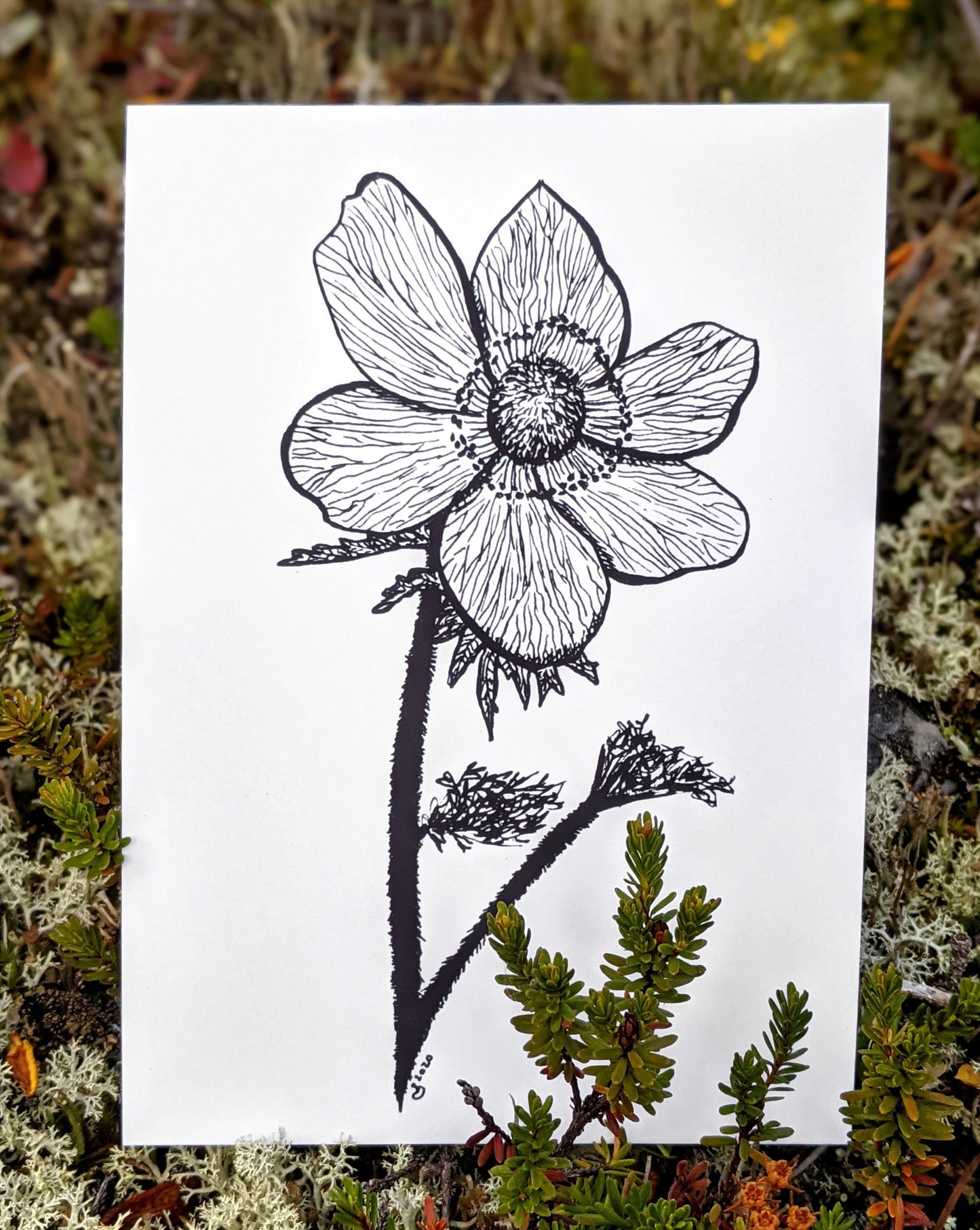 Print | Western Anemone  | The Flower of the Alpine