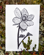 Load image into Gallery viewer, Print | Western Anemone  | The Flower of the Alpine
