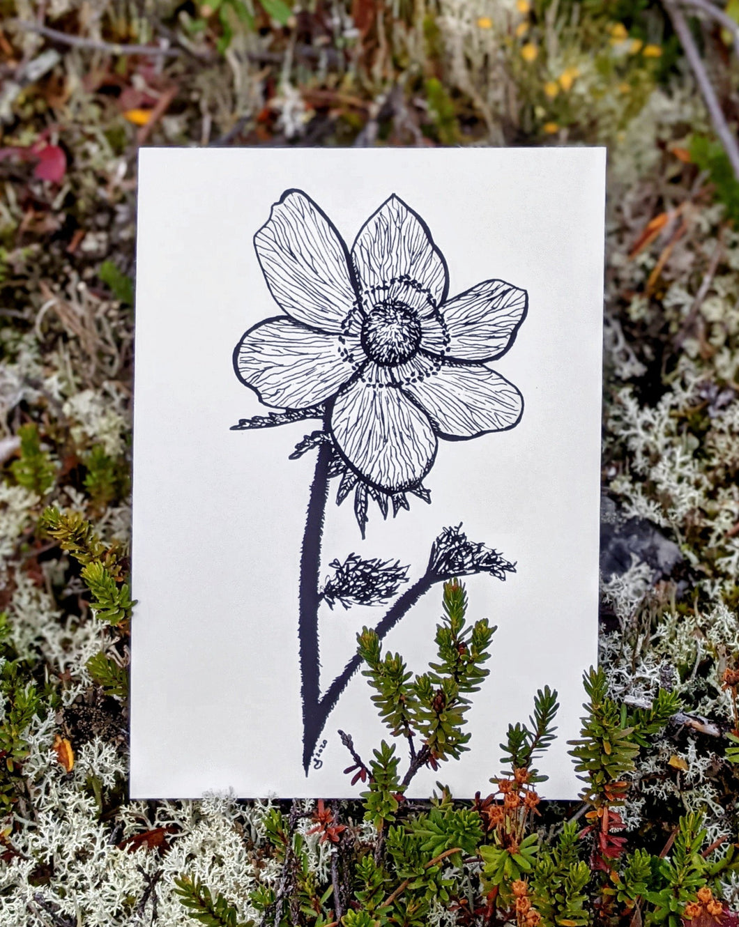 Print | Western Anemone  | The Flower of the Alpine