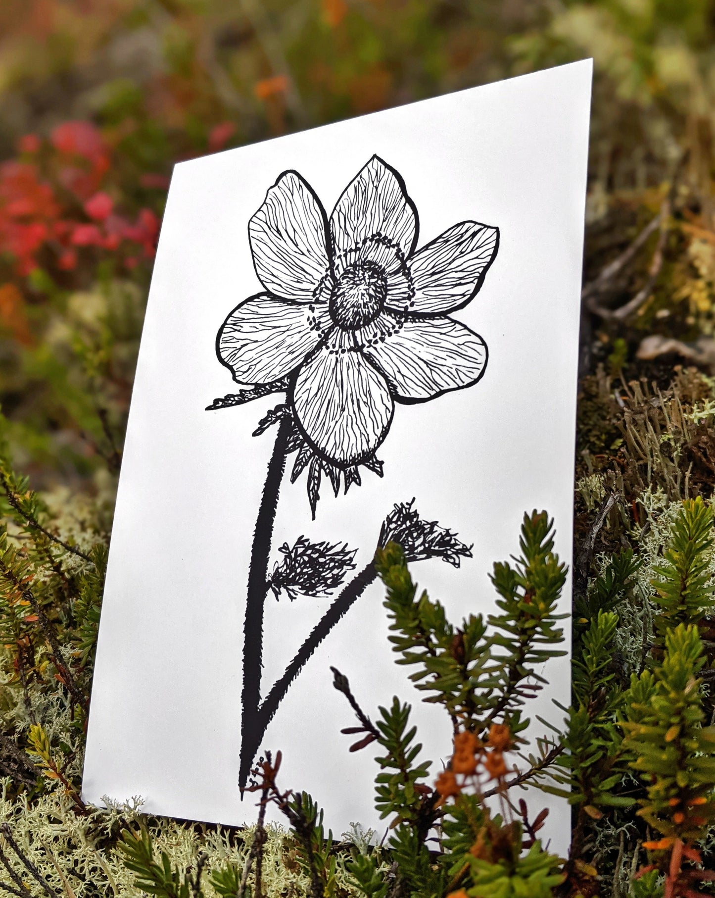 Print | Western Anemone  | The Flower of the Alpine