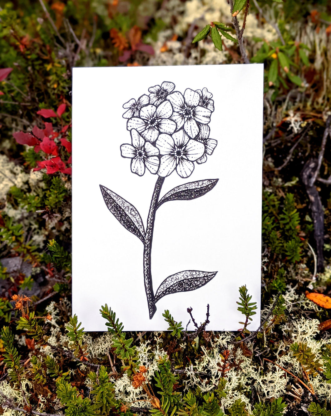 Print | Inked Mountain Forget-me-not | A Cute Canadian Flower