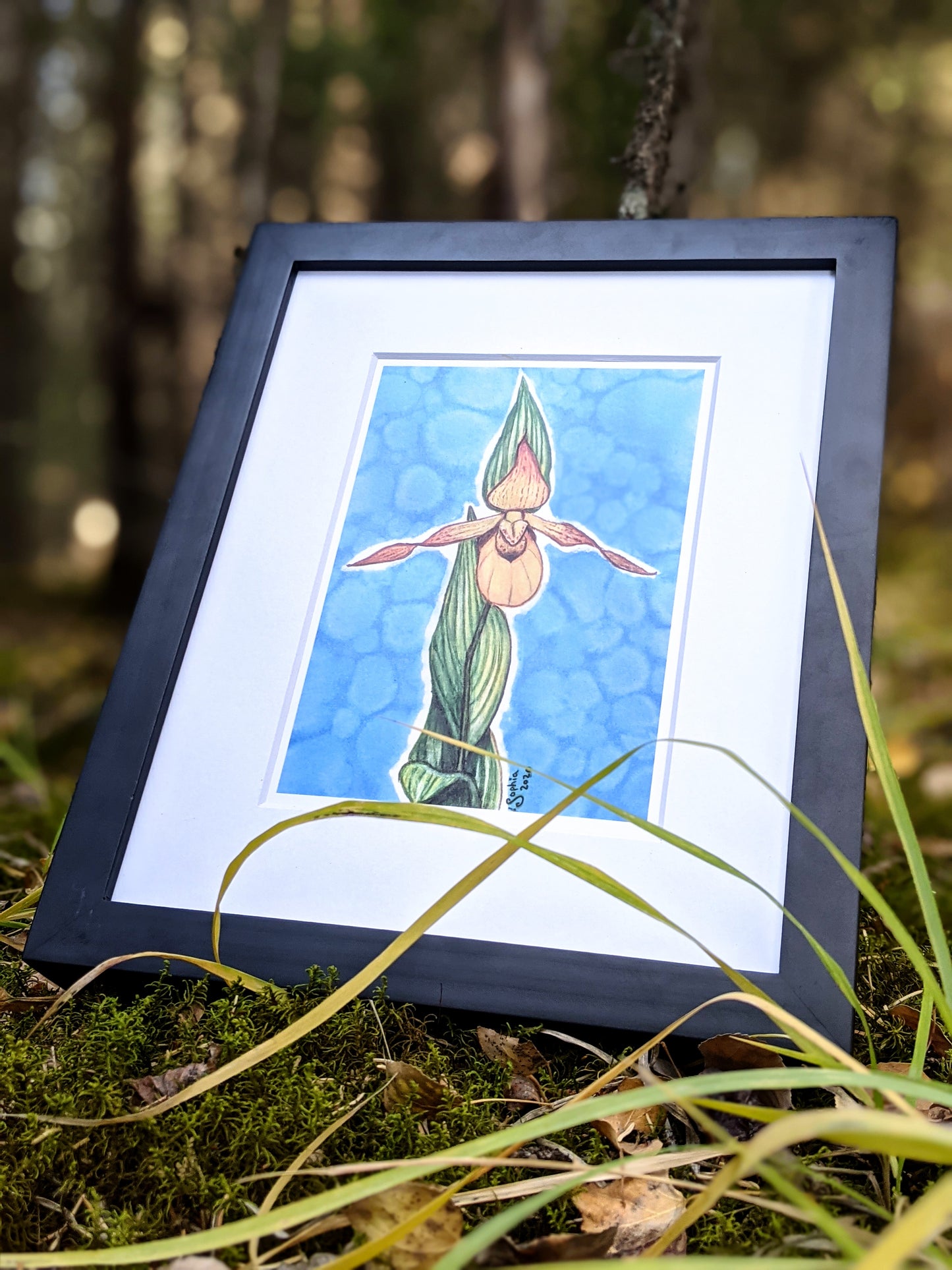 Print | The Yellow Lady Slipper | Lovely Wildflower of Canada