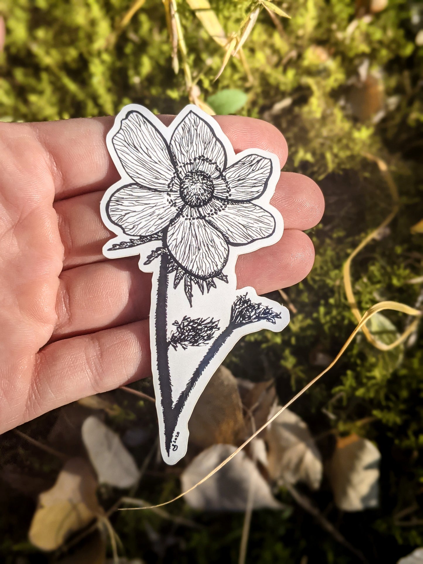 Sticker | Anemone occidentalis| The Western Anemone