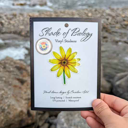 Arnica cordifolia | Heart Leaf Arnica Sticker